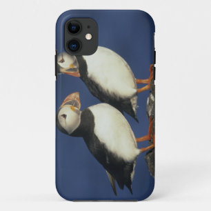 Capa Para iPhone Da Case-Mate Papagaio-do-mar-Atlântico