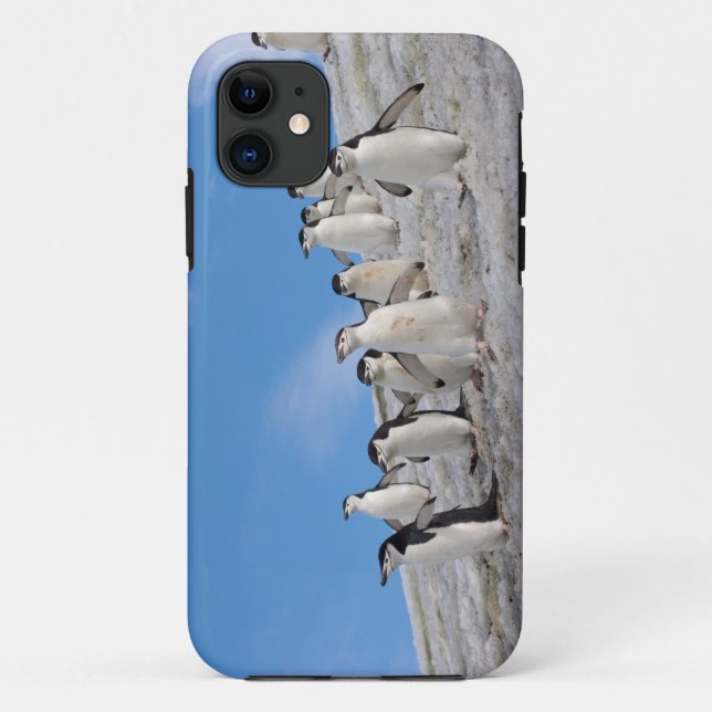 Capa Para iPhone Da Case-Mate Pinguins Chinstrap | Pygoscelis Antártica (Verso)