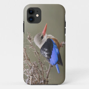 Capa Para iPhone Da Case-Mate Quênia. Close-up do martim-pescador-de-cabeça-cinz