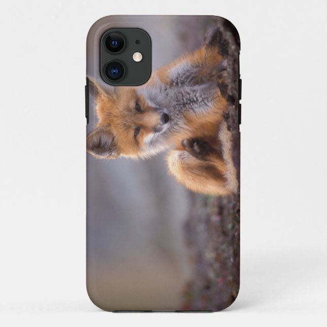 Capa Para iPhone Da Case-Mate raposa vermelha, Vulpes vulpes, crias a arranhar-s (Verso)