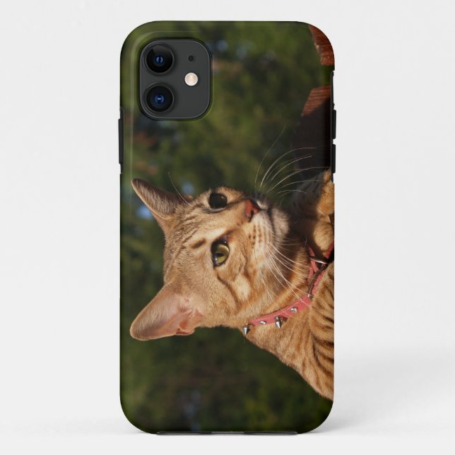 Capa Para iPhone Da Case-Mate Savannah Cat iPhone 5 Identificação personalizada  (Verso)