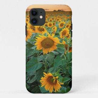 Capa Para iPhone Da Case-Mate Sunflower Field em Longmont, Colorado