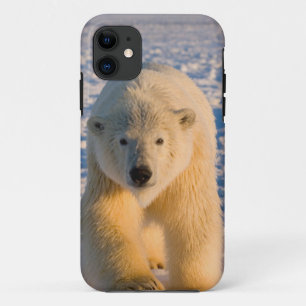 Capa Para iPhone Da Case-Mate urso polar, Ursus maritimus, urso polar no gelo
