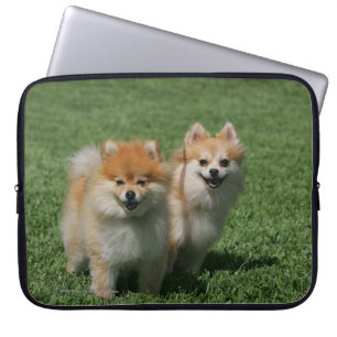 Capa Para Notebook 2 Pomeranians que olha a câmera