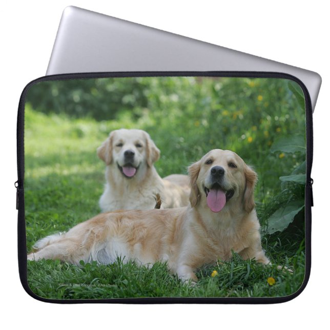 Capa Para Notebook 2 Retrievers dourados que colocam na grama (Frente)