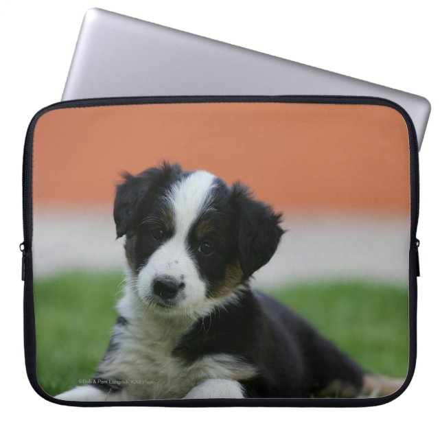 Capa Para Notebook 6 border collie semanas de idade (Frente)