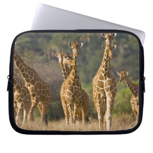 Capa Para Notebook África. Quênia. Manada de girafas-reticuladas