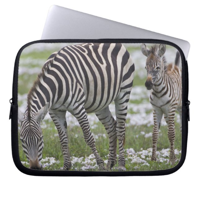 Capa Para Notebook África. Tanzânia. Mãe e cria de zebra (Frente)
