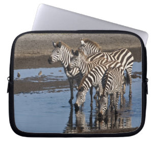 Capa Para Notebook África. Tanzânia. Zebras bebendo em Ndutu