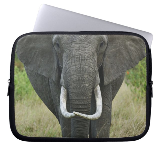 Capa Para Notebook African Elephantna loxodonta, Masai Mara Game (Frente)