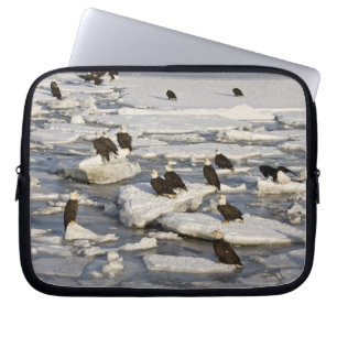 Capa Para Notebook Águia Americana, Haliaeetus leucocephalus, Homer,