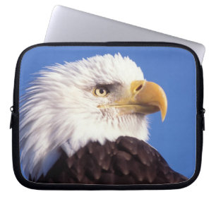Capa Para Notebook águia-pescadora, Haliaeetus leucocephalus, close u