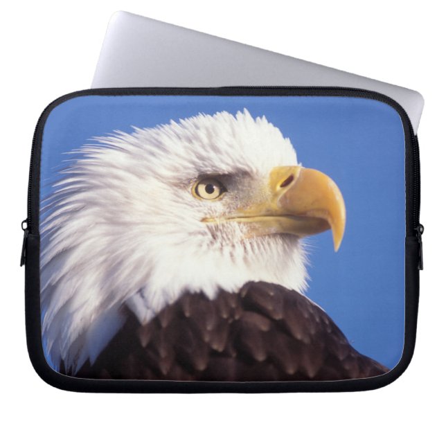 Capa Para Notebook águia-pescadora, Haliaeetus leucocephalus, close u (Frente)