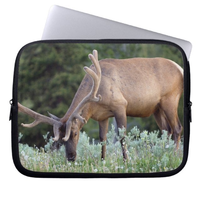 Capa Para Notebook Alce macho com chifres em veludo pastando (Frente)