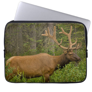 Capa Para Notebook Alce macho Parque Nacional Banff, Alberta, Canad