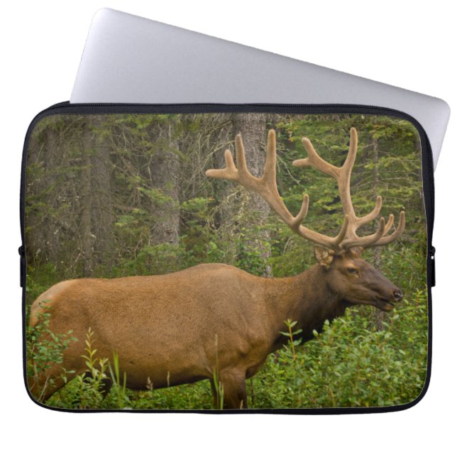 Capa Para Notebook Alce macho | Parque Nacional Banff, Alberta, Canad (Frente)