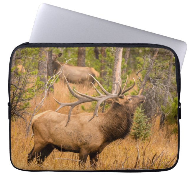 Capa Para Notebook Alce macho | Parque Nacional das Montanhas Rochosa (Frente)