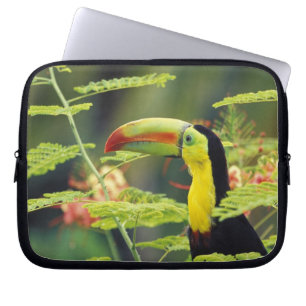 Capa Para Notebook América Central, Honduras. Tucano-de-bico-preto