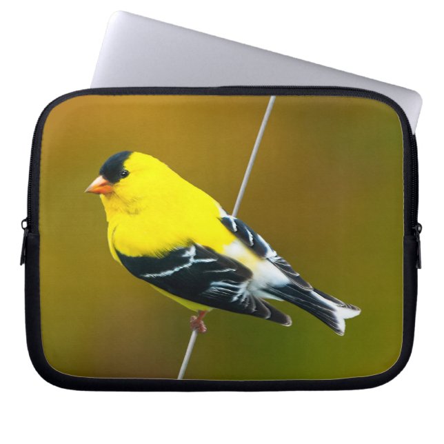 Capa Para Notebook American Goldfinch - Fotografia original (Frente)