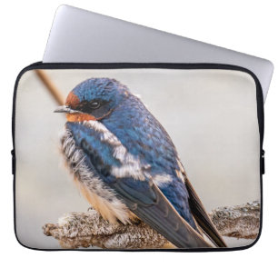 Capa Para Notebook Azure Avian: Pássaro Selvagem Canadiano Engorda