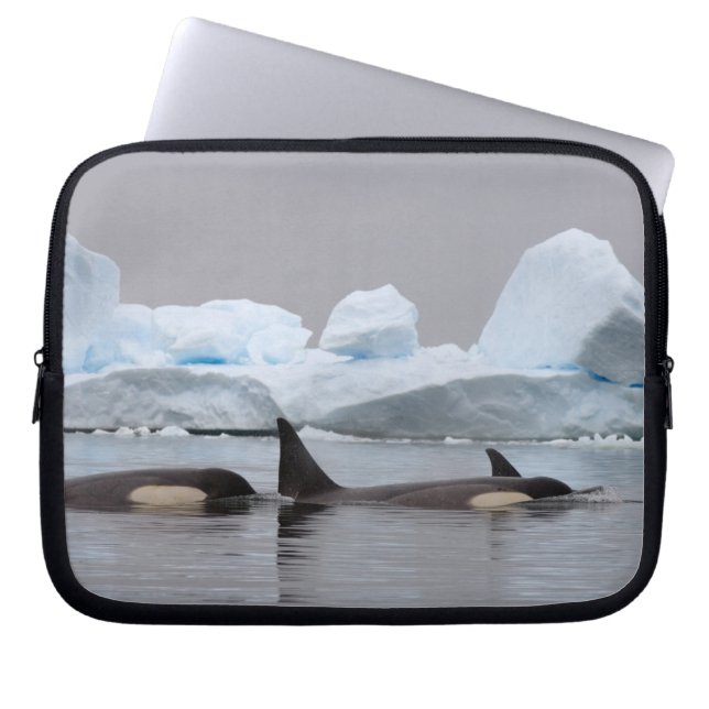 Capa Para Notebook baleias assassinas (orcás), Orcinus orca, cardume (Frente)