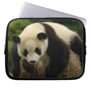Capa Para Notebook Bebê panda gigante (Ailuropoda melanoleuca)