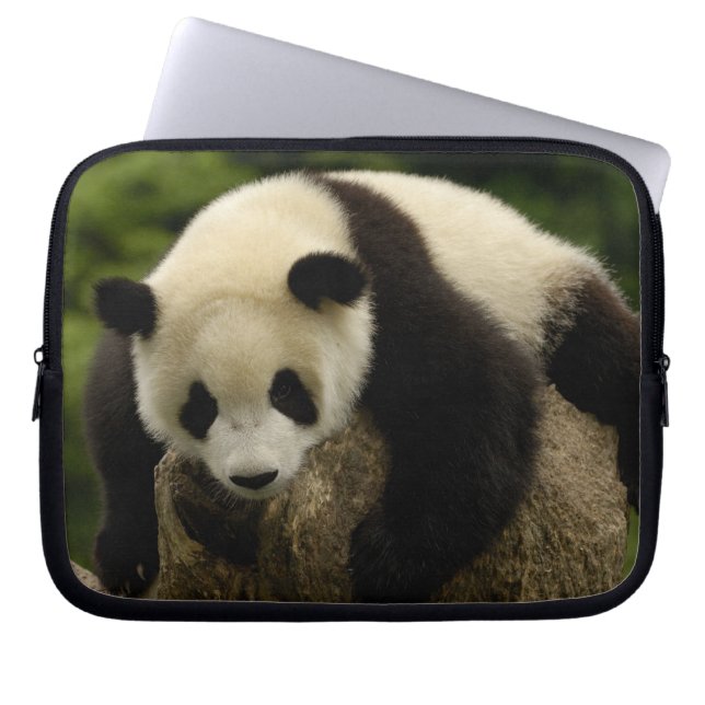 Capa Para Notebook Bebê panda gigante (Ailuropoda melanoleuca) (Frente)