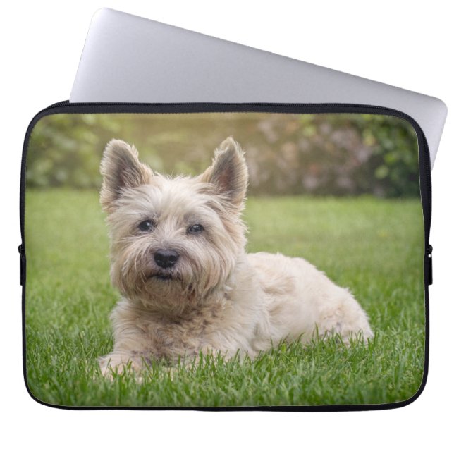 Capa Para Notebook Bebês Mais Pobres | Cairn Terrier Dog (Frente)