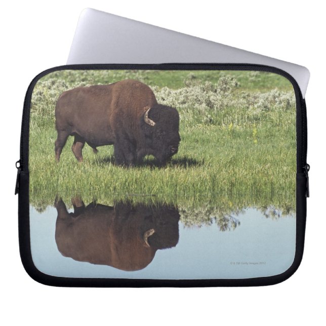 Capa Para Notebook Bison (Bison Bison) Sobre Prados Grassy (Frente)