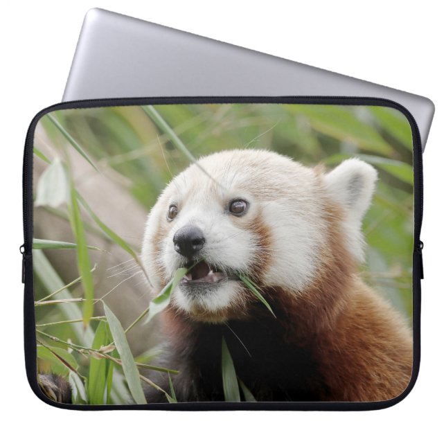 Capa Para Notebook bolsa de laptop Foto vermelha panda, animais. (Frente)