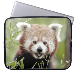 Capa Para Notebook bolsa de laptop Foto vermelha panda, animais.