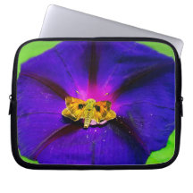 Borboleta na Flor de Ipoméia