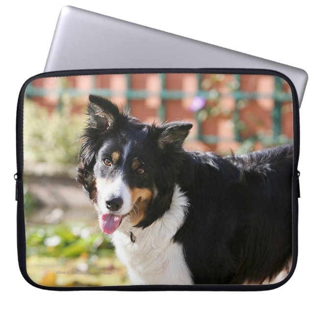 Capa Para Notebook Border collie que arfa 1 (Frente)