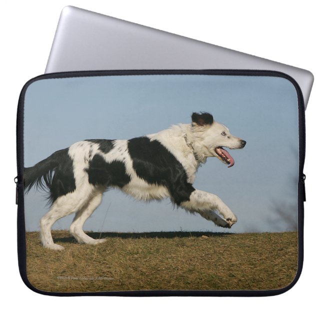 Capa Para Notebook Border collie que funciona 2 (Frente)