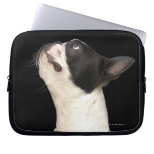 Capa Para Notebook Boston Terrier preto e branco olhando