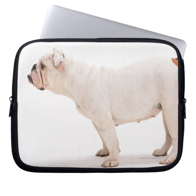 Capa Para Notebook Buldogue (Frente)