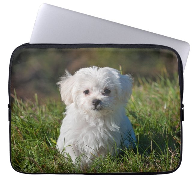 Capa Para Notebook Cachorro branco branco liso Maltês Cachorro (Frente)