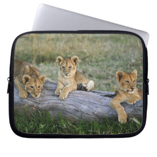 Capa Para Notebook Cães de leões em log, Panthera leo, Masai Mara, 2