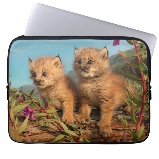 Capa Para Notebook Canadense Lynx Kittens, Alasca (Frente)