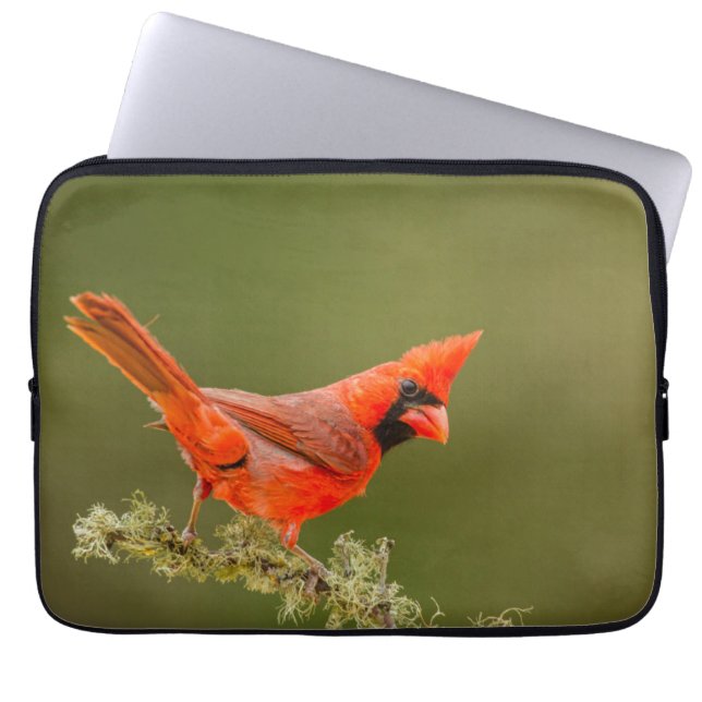 Capa Para Notebook Cardinal macho no galho (Frente)
