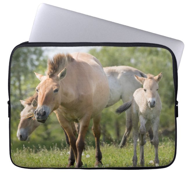 Capa Para Notebook Cavalo de Przewalski e potro andando (Frente)