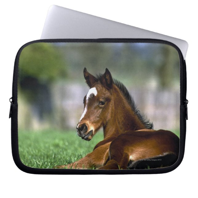 Capa Para Notebook Cavalo do puro-sangue | Ireland (Frente)