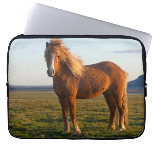 Capa Para Notebook Cavalo islandês na luz solar (Frente)