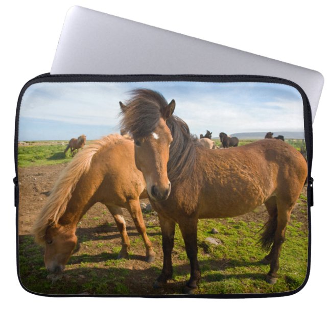 Capa Para Notebook Cavalos Islandeses Graze (Frente)