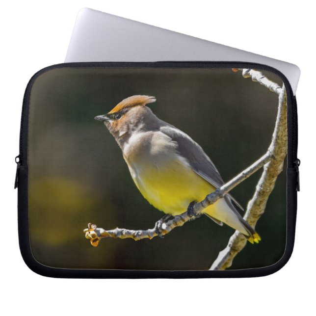 Capa Para Notebook Cedar Waxwing Songbird Original Foto de Pássaro Se (Frente)