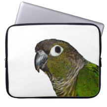 Cheeked verde Conure