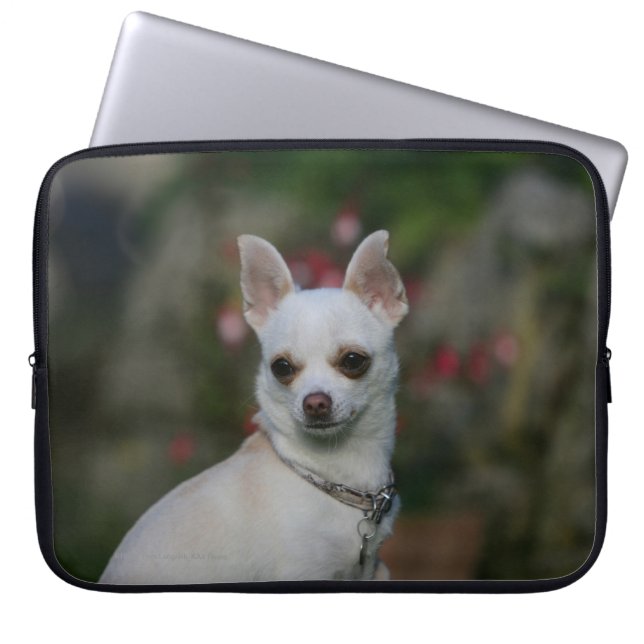 Capa Para Notebook Chihuahua branca (Frente)