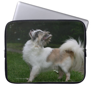 Capa Para Notebook Chihuahua de cabelos compridos que olha a câmera