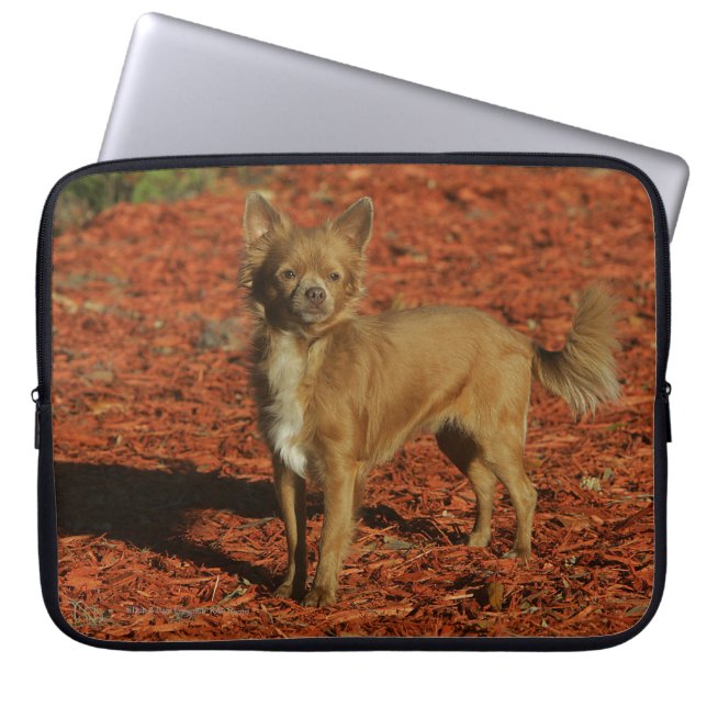 Capa Para Notebook Chihuahua que olha a câmera (Frente)