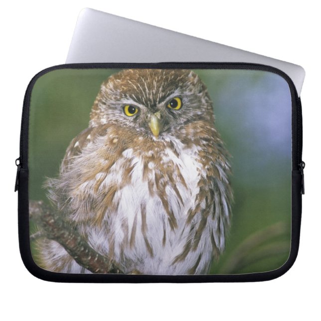 Capa Para Notebook Chile, Aysen. Juvenil Autral Pygmy Owl (Frente)